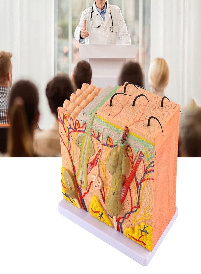 Asixxsix Skin Model, 50X Enlarged Anatomical Model Anatomy 3D Human Skin Magnified Tissue Structure Model with Hair for Science Classroom Learning Teaching Display Medical Skin Marking - Image 4